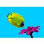 Superficies Permeada