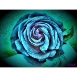 Rosa Azul